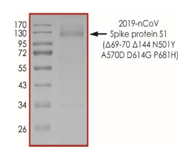 The purity of nCoV-S1 (Δ69-70 Δ144 N501Y A570D D614G P681H) was determined to be >90% by densitometry